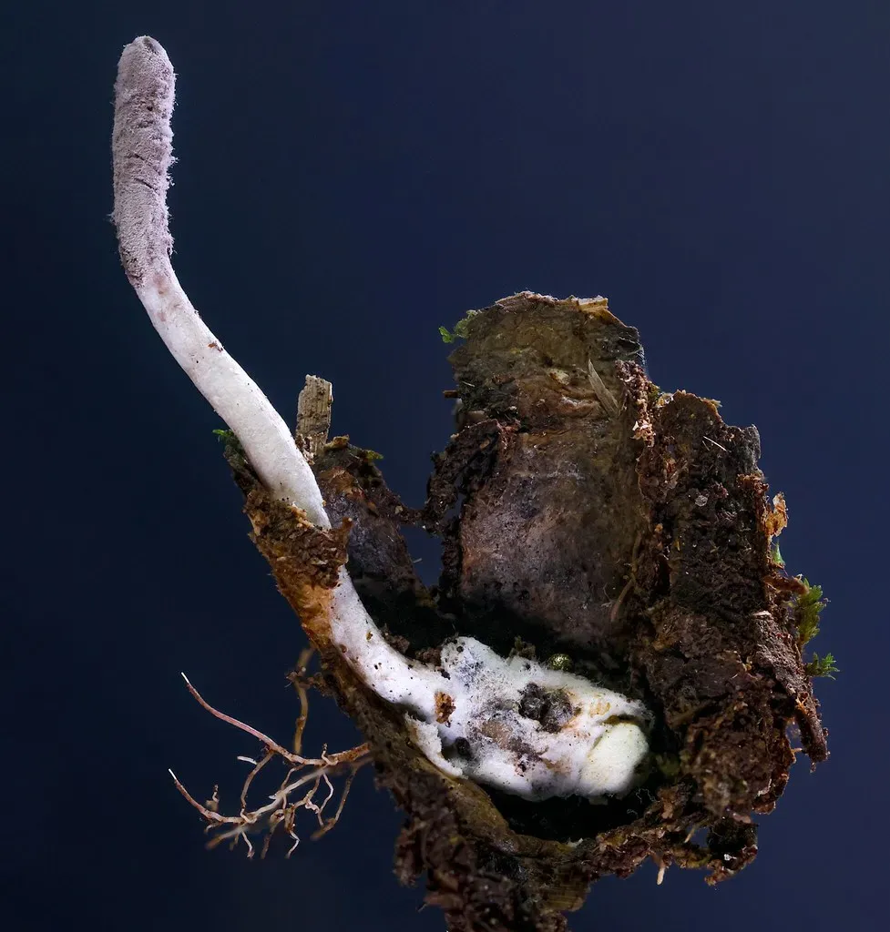 White cottony fungal mycelium and upright fruiting body emerging from soil and a buried spider host