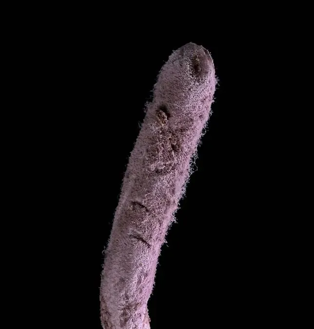 Vertical close‑up of a pale purple‑tinged fungal fruiting body with textured surface