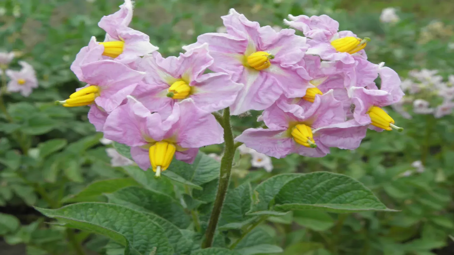 A pink and yellow potato plant flower