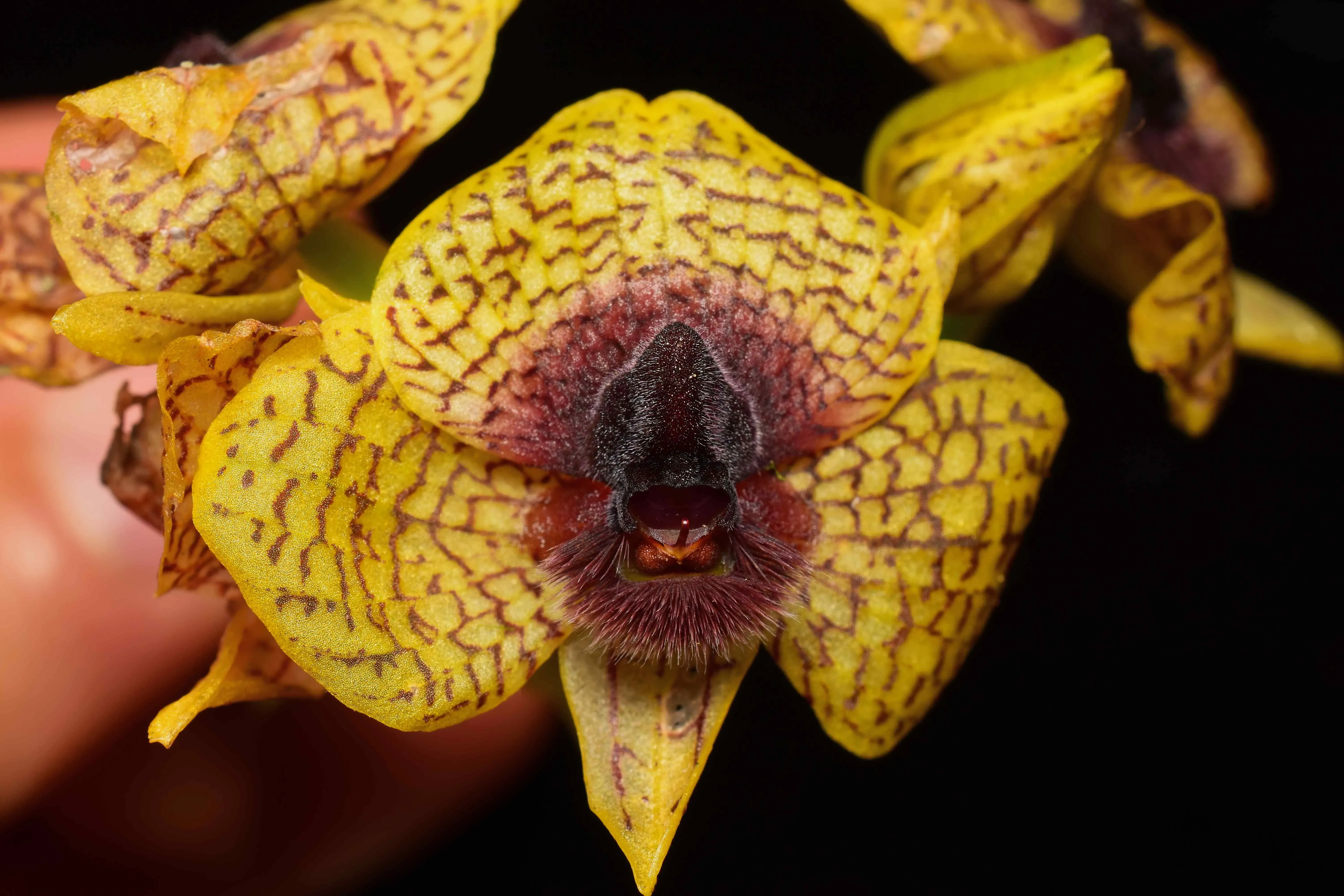 Flower of the newly described Telipogon cruentilabrum, the bloodstained orchid