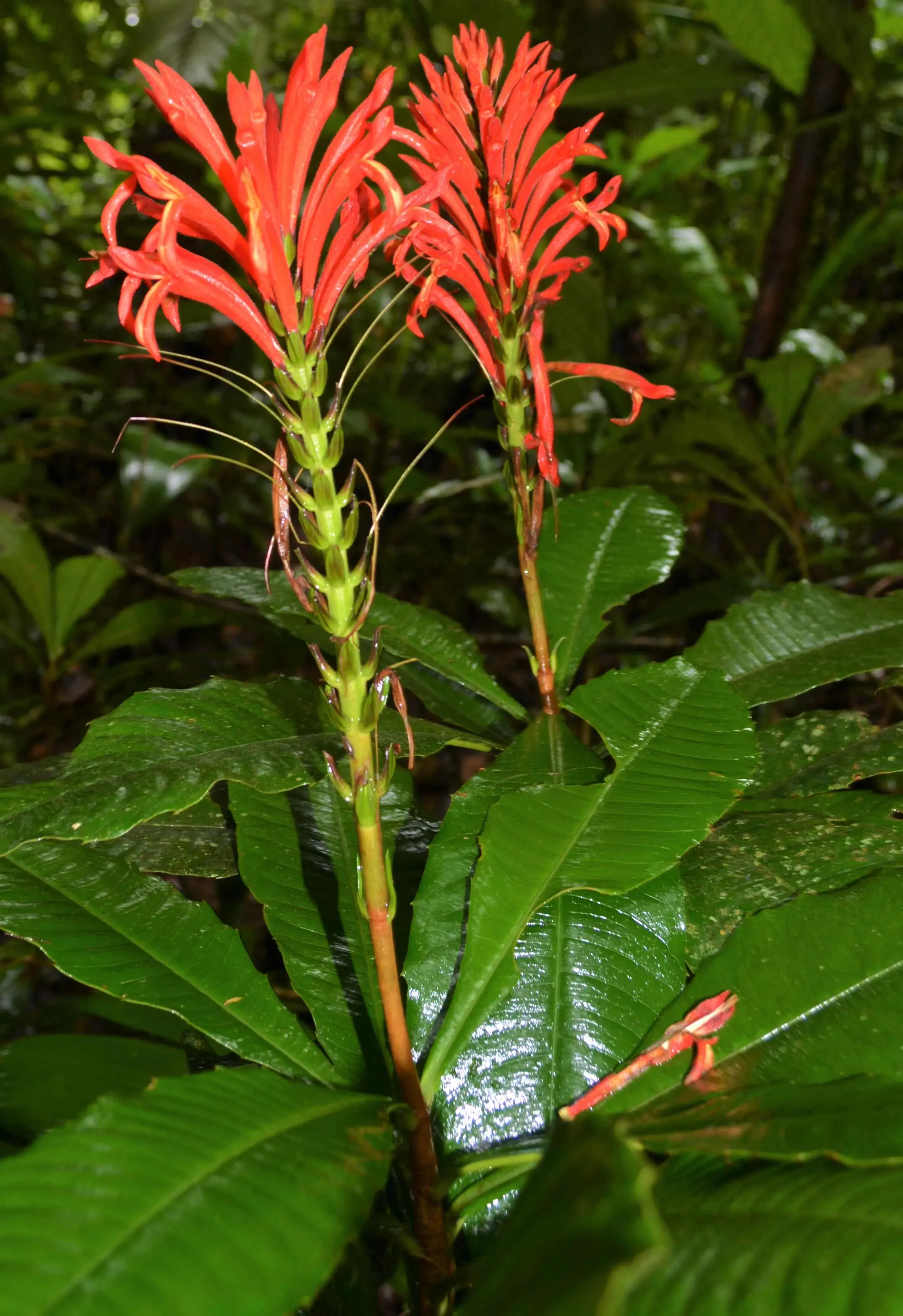 Aphelandra calciferi fire demon flower in its natural habitat