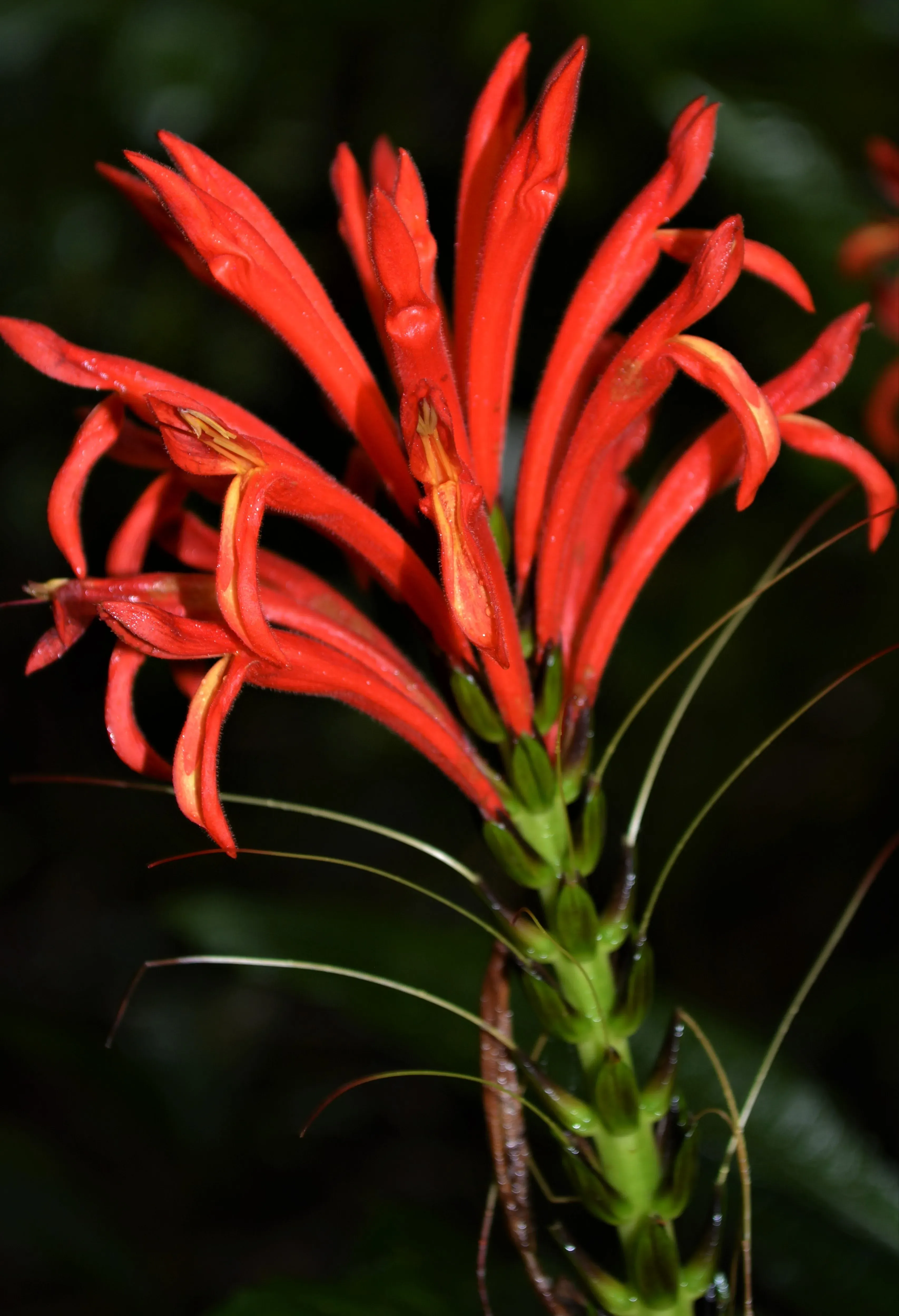 Close‑up of the fiery blooms of Aphelandra calciferi