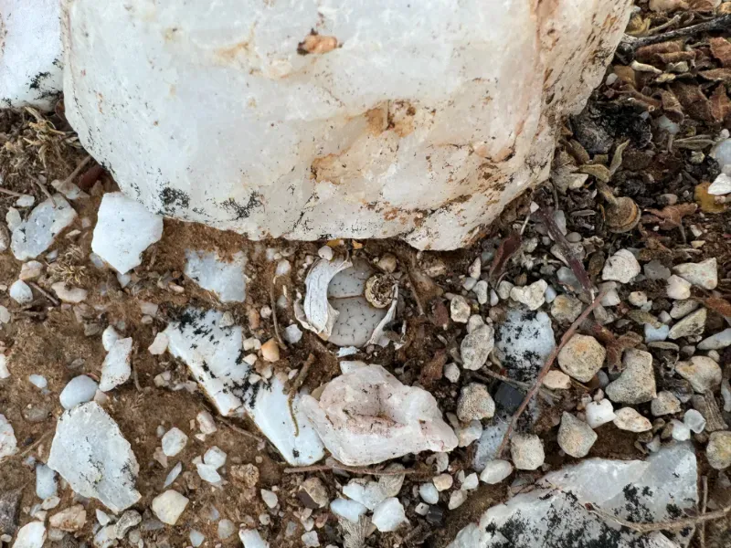 Mopane living stone Lithops gracilidelineata subsp. mopane