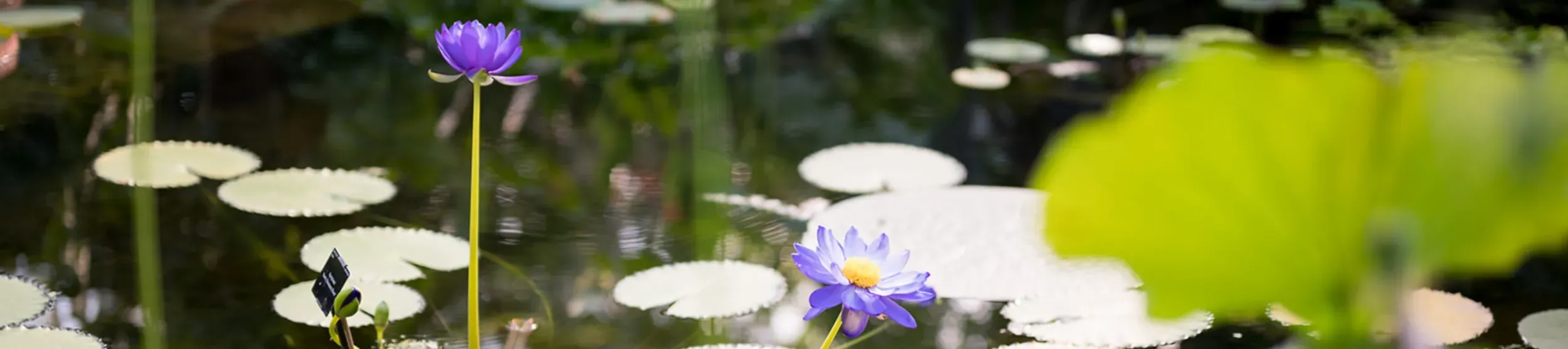 Princess of Wales Conservatory waterlillies