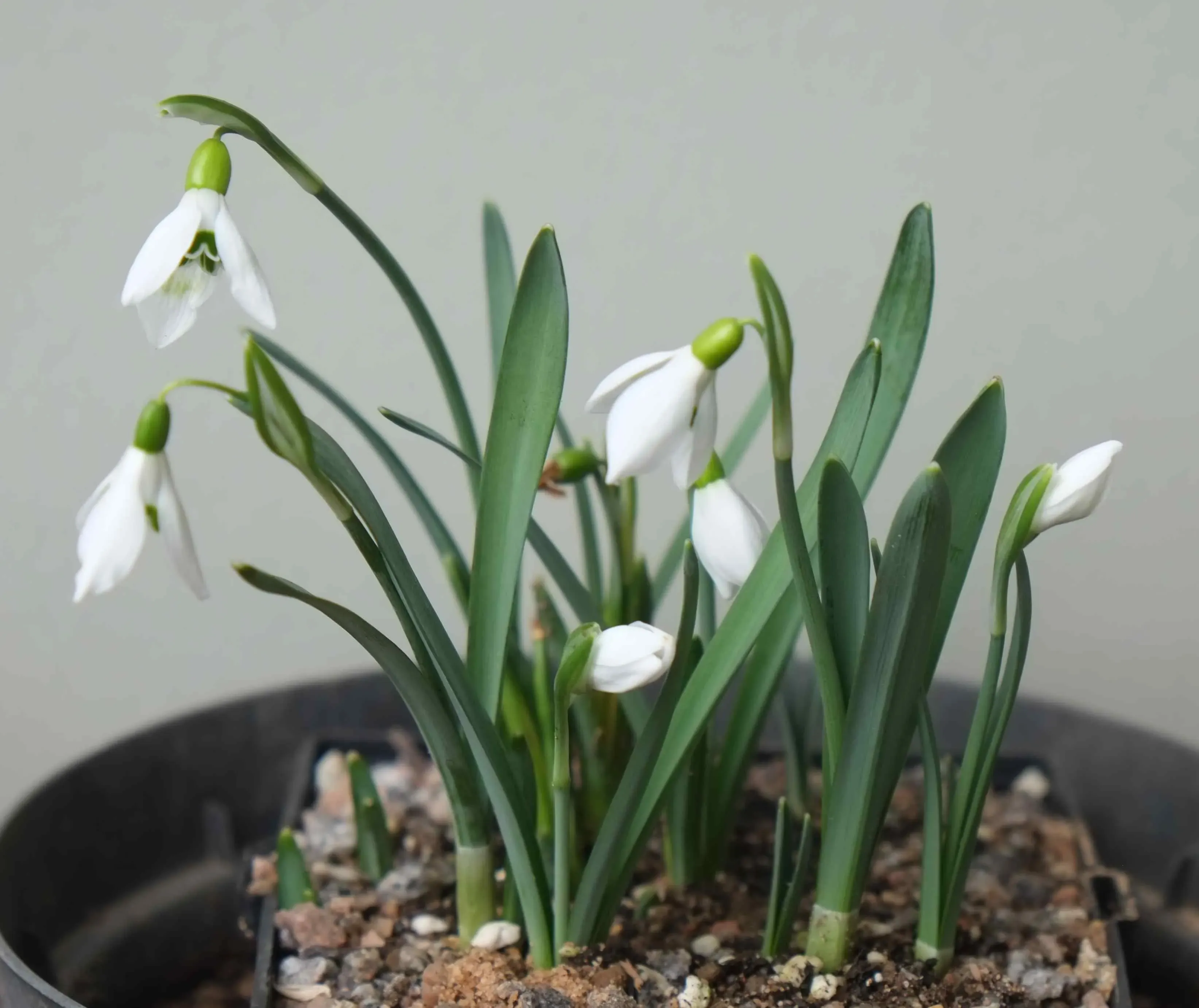 The newly named snowdrop Galanthus subalpinus