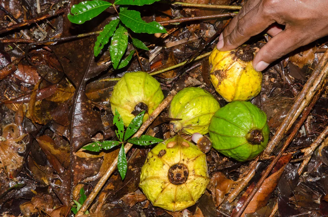 Fruits of Eugenia venteri with banana and guava flavour