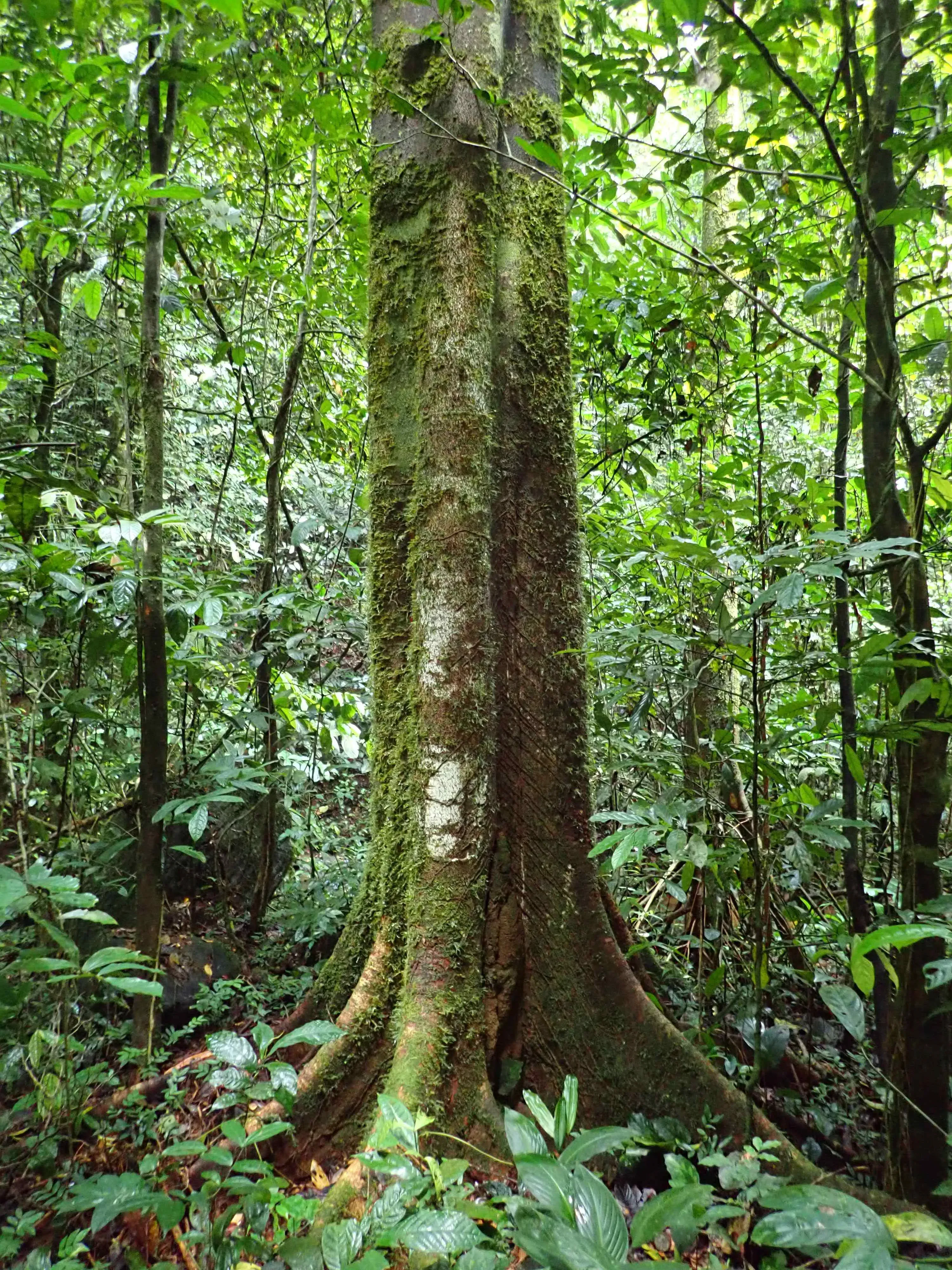Massive Plagiosiphon intermedium in Cameroon’s rainforest