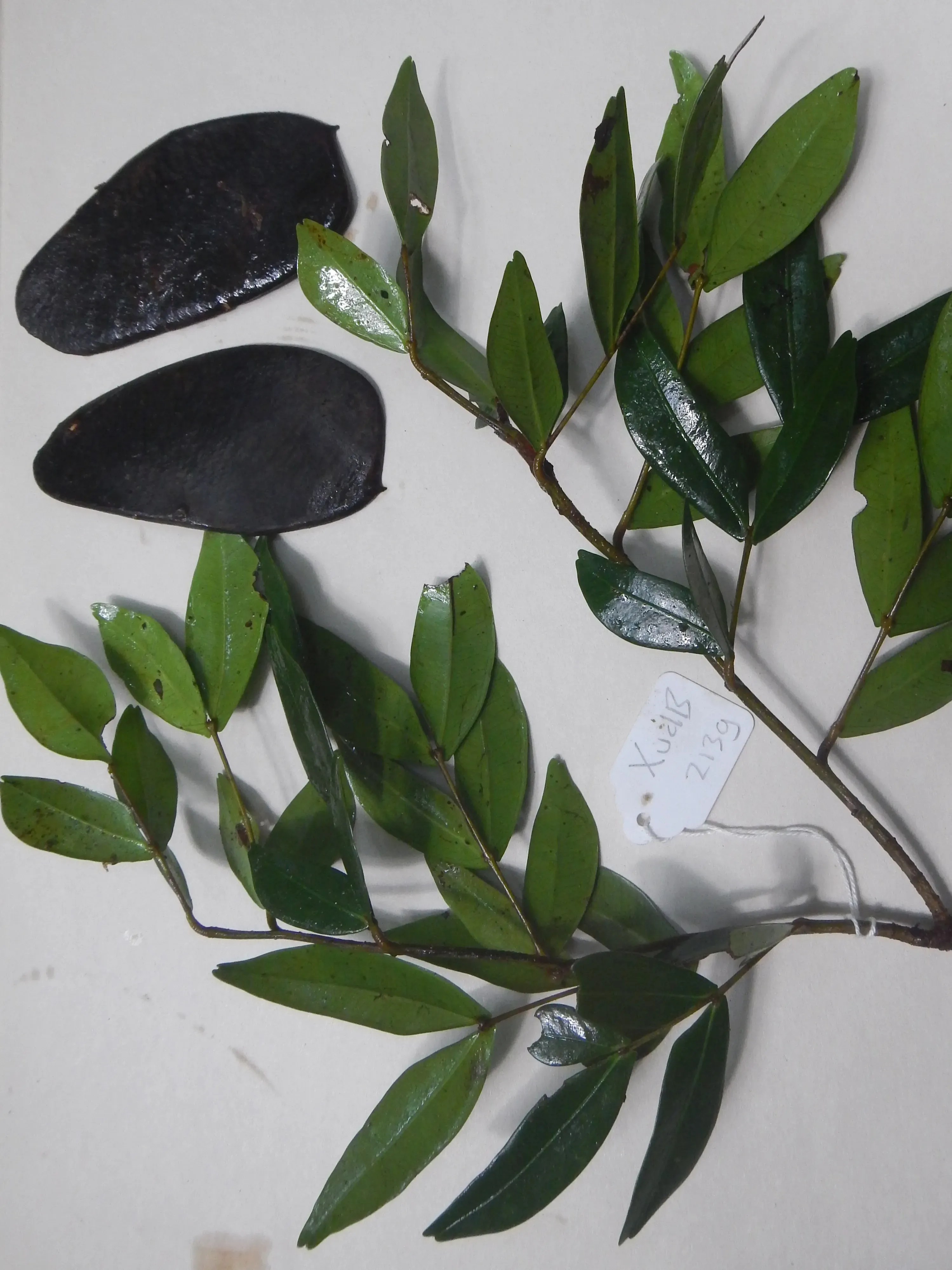 Herbarium material of Plagiosiphon intermedium