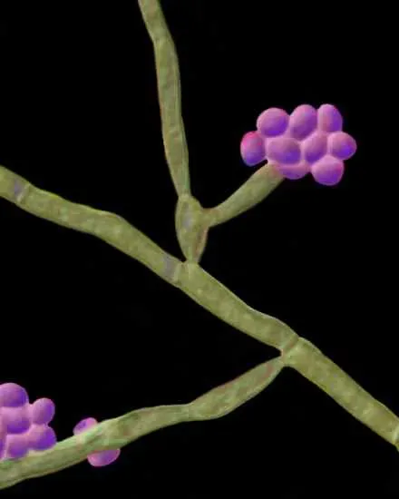 Illustrated view of fungal hyphae with clustered purple conidia on black background
