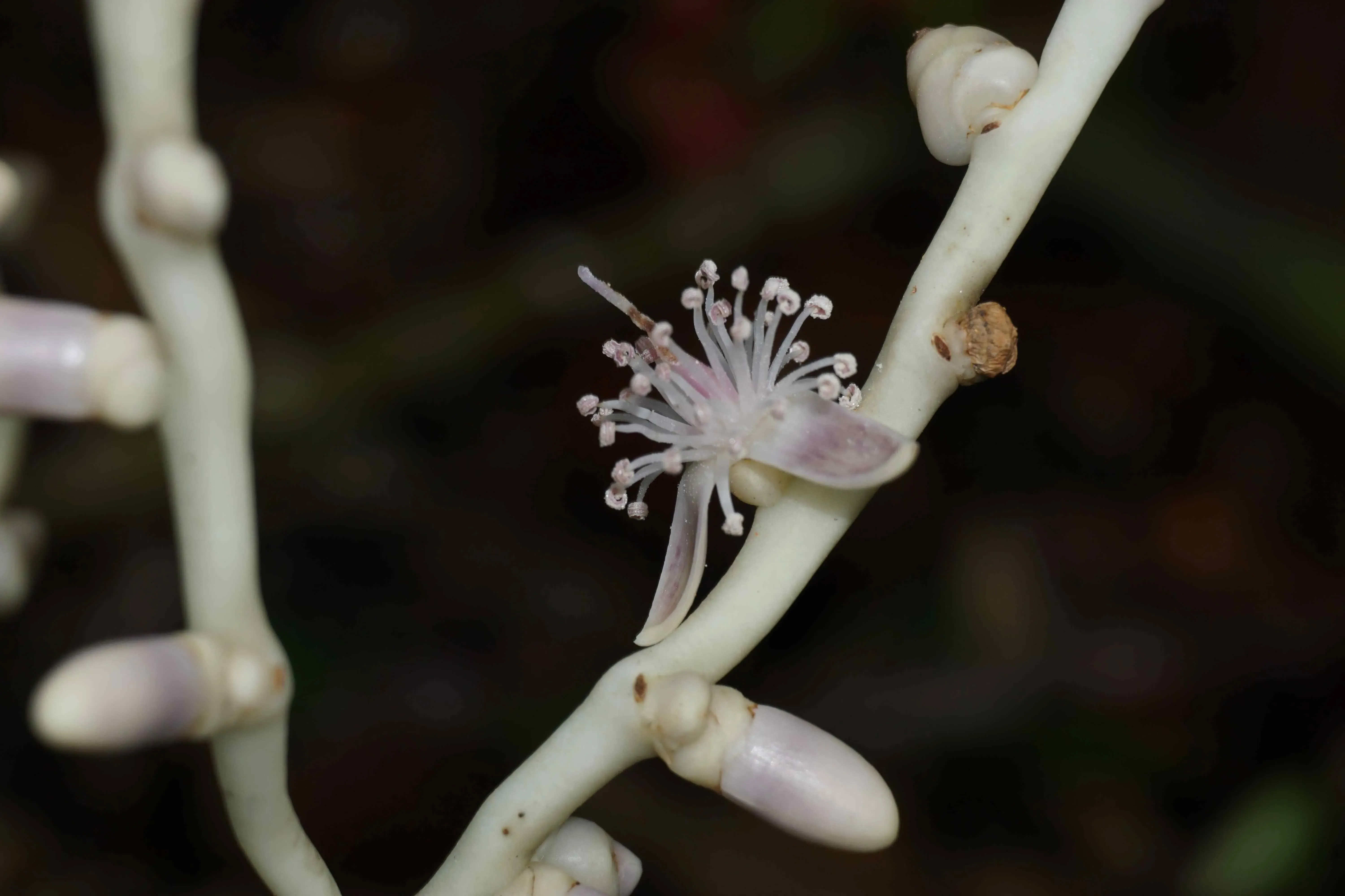 Flower detail of Adonidia zibabaoa, the elegant Christmas palm