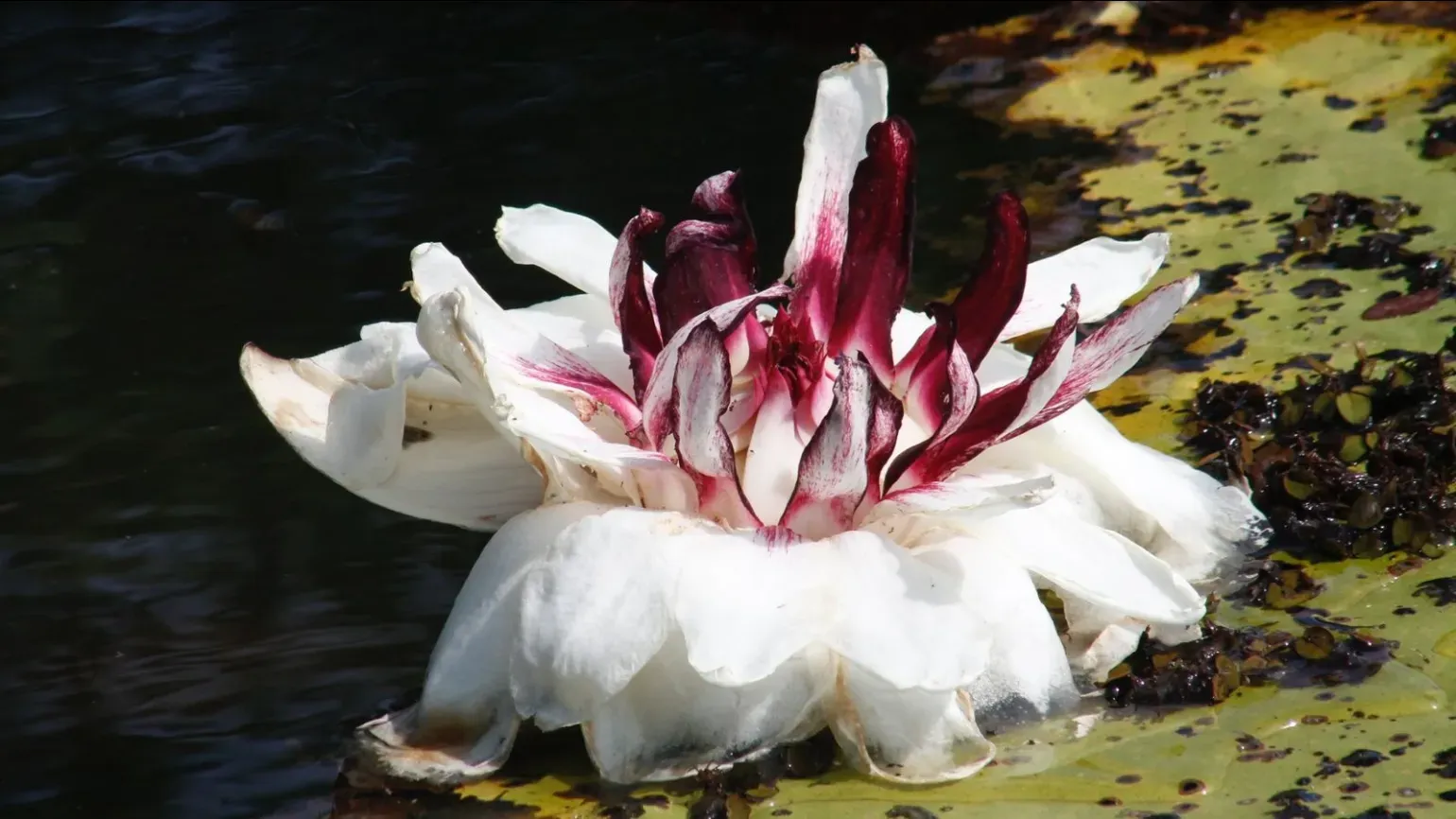 White, turning pink, large flower of giant waterlily