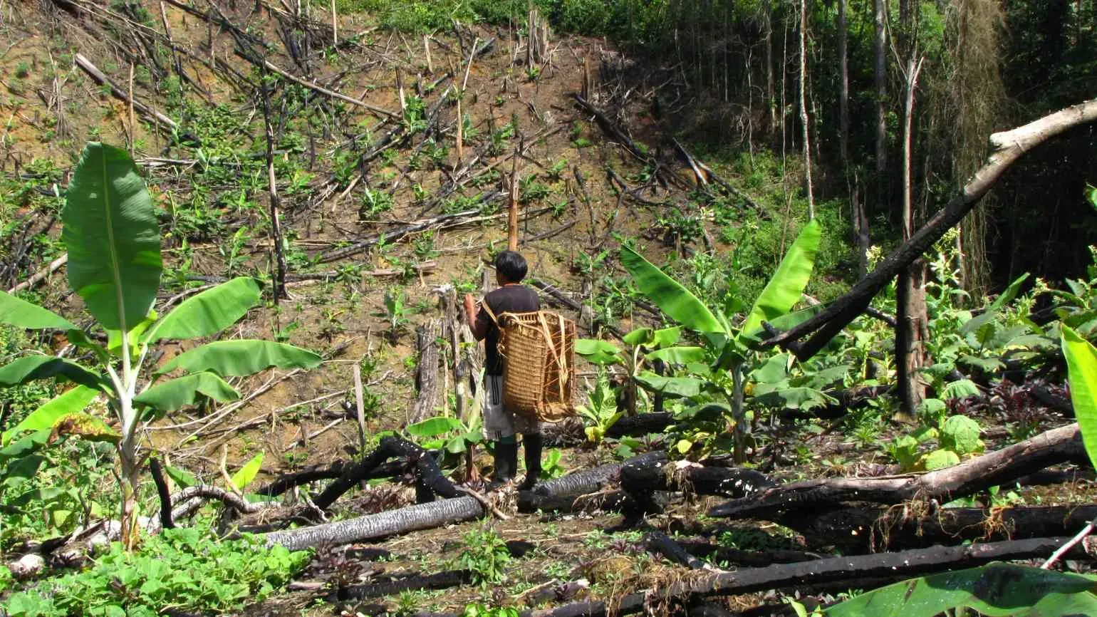 Person walks through forest