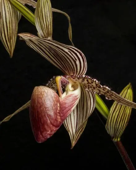 Photographed against a stark black background, this critically endangered orchid features large, striped yellow and red flowers.