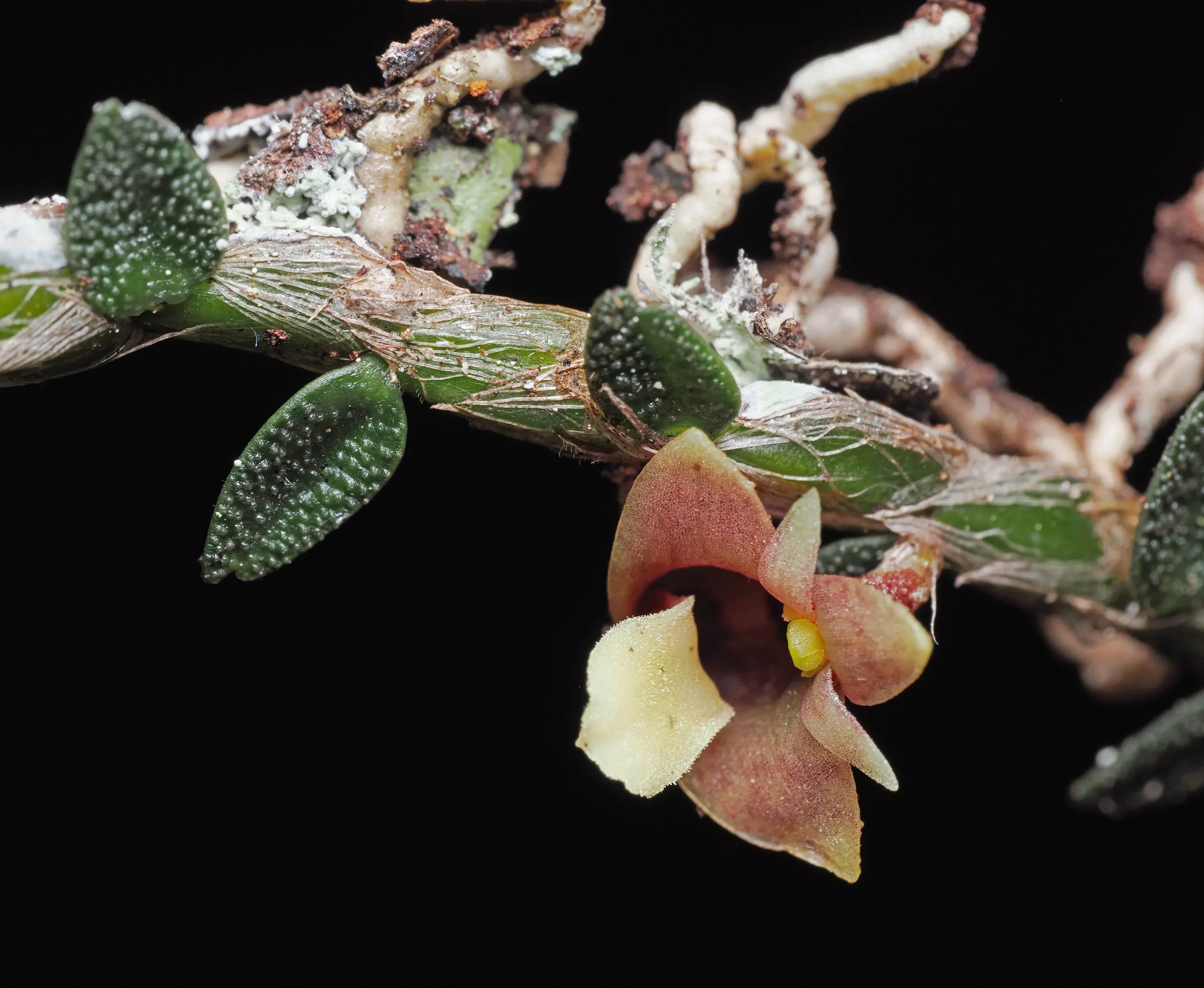 The caterpillar orchid Dendrobium eruciforme in close detail