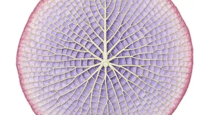 Watercolour painting of the intricate underside of a giant waterlily leaf