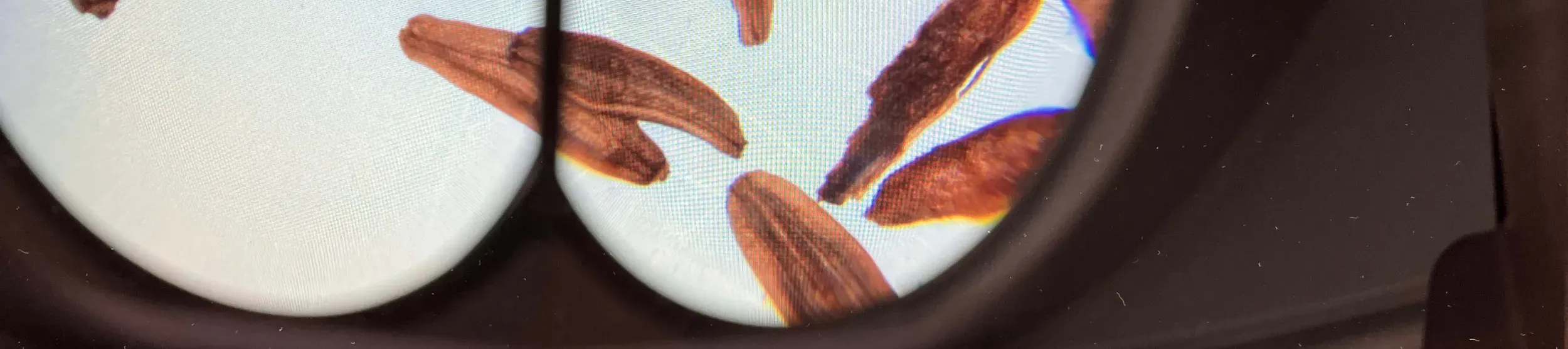 Seeds arrive at the Millennium Seed Bank
