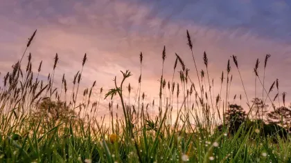 Wakehurst meadow at sunset