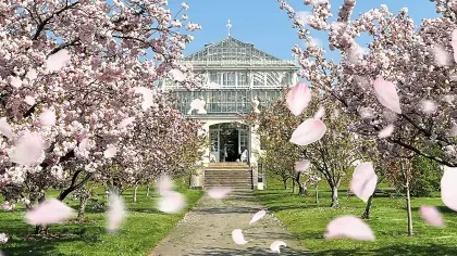 Victorian glasshouse seen between rows of blossoming trees