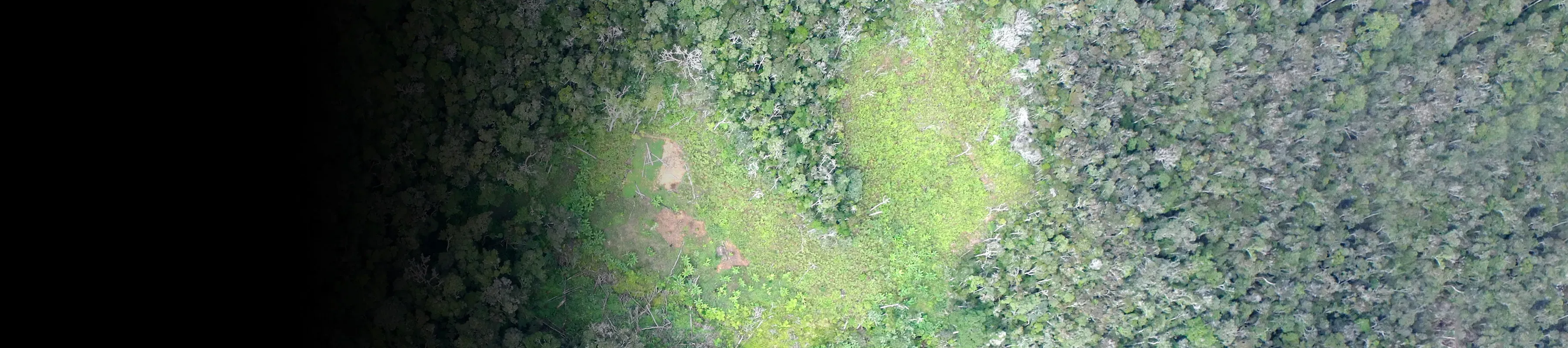 Gradient black across banner image of ariel view of forest