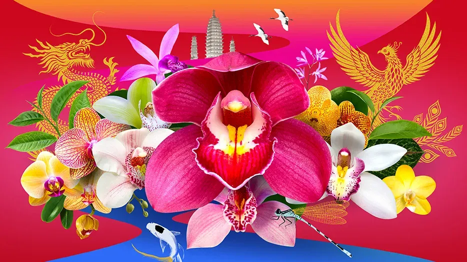 Close up shot of colourful orchids on a red background with a gold dragon and phoenix