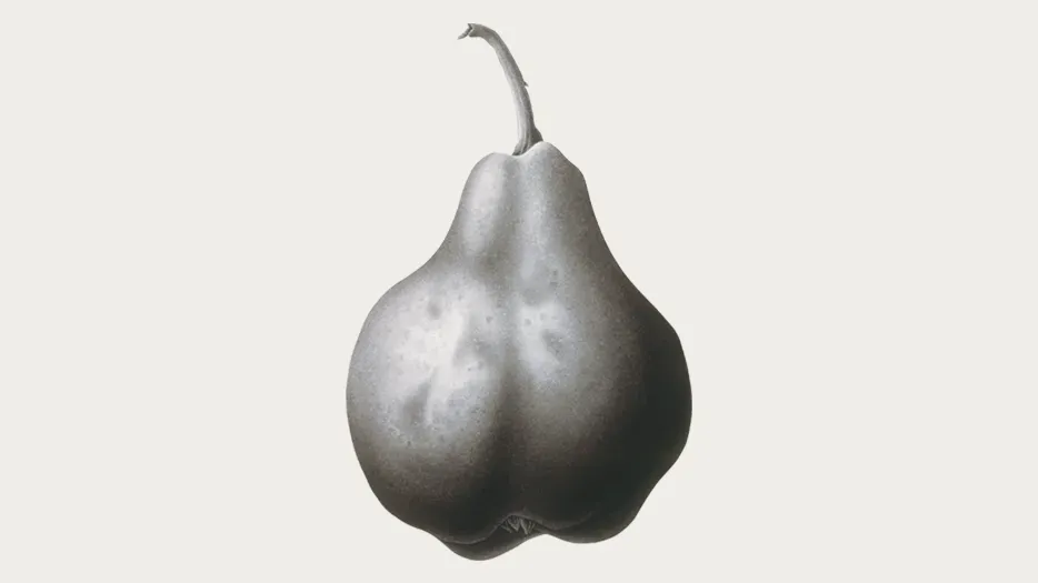 Close up botanical artwork of the top of a pear
