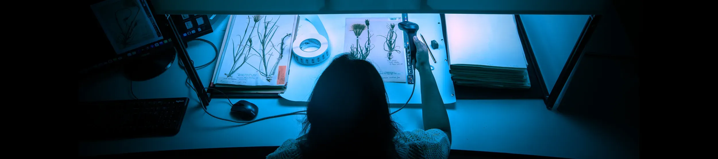 Person scans a barcode on a herbarium specimen