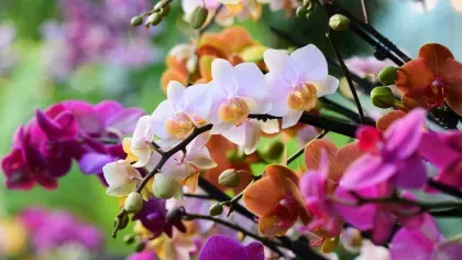 Cluster of orchids in full bloom showing pink, white, orange and yellow petals, with buds and blurred greenery in the background