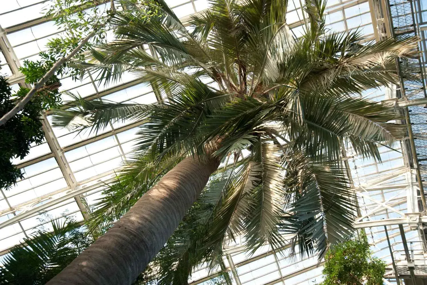 Looking up at a tall Jubaea chilensis palm tree with a thick trunk and wide fronds under the roof of a glasshouse.