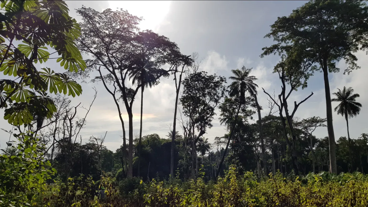 View of dry-season crops growing in the foreground with tall forest trees silhouetted against a bright sky in Guinea.