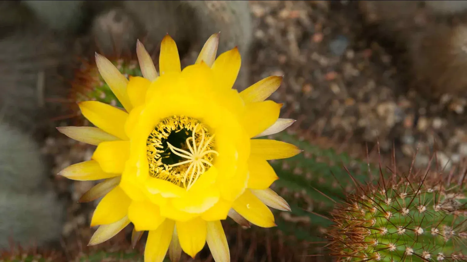 Echinopsis huascha from northwest Argentina