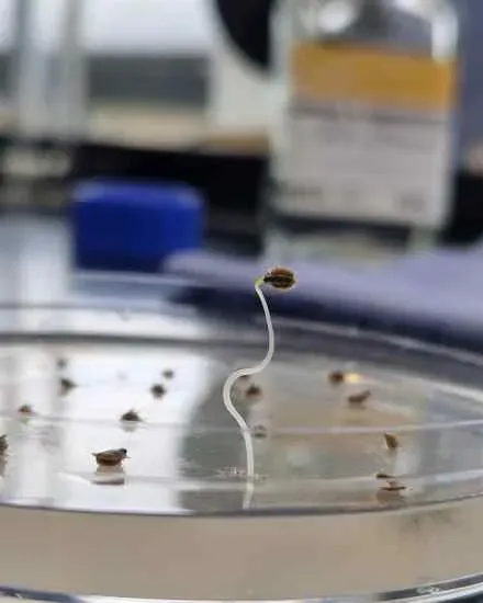 Close-up of a single seedling beginning to sprout from a seed on clear gel inside a petri dish, with lab equipment blurred in the background