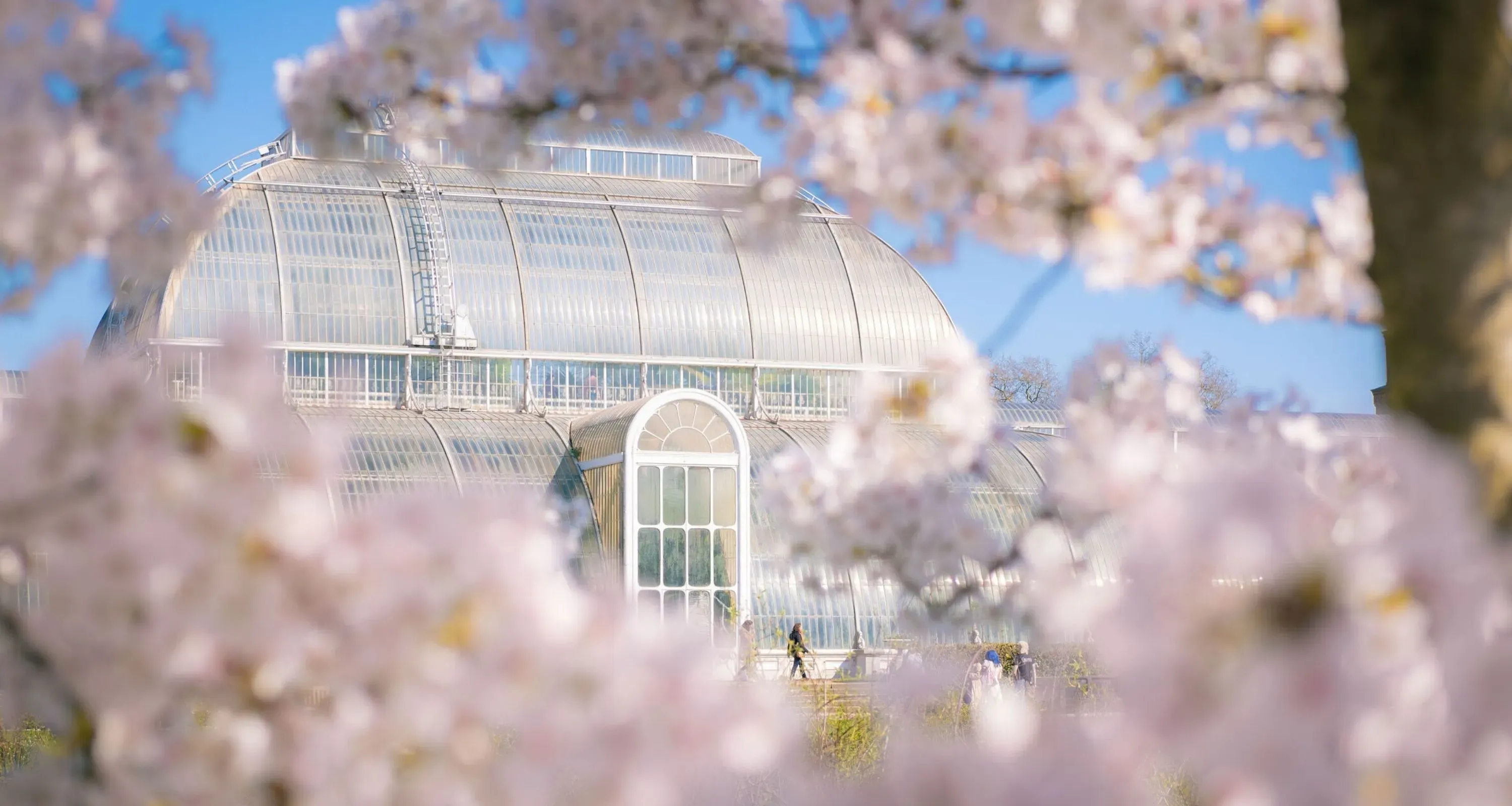 Image of the Palm House, on a bright and sunny day. Cherry blossom growing from a tree is in the foreground.