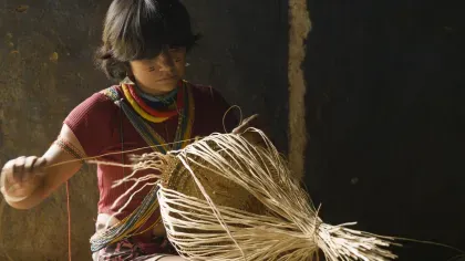 Raniely Serume Rodrigues weaving a wasshawa basket from Heteropsis spp.m