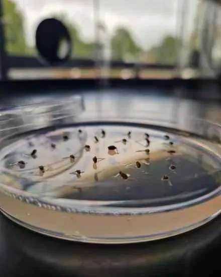 Petri dish containing small brown seeds evenly spaced on a clear gel surface in a lab setting
