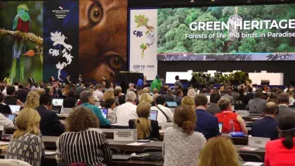 Wide view of the plenary hall at CITES CoP19 with delegates seated at rows of desks, facing a stage with large CITES banners and monitors displaying the conference title.