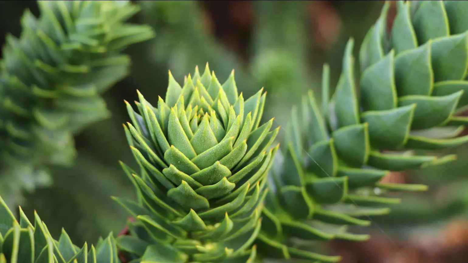 Araucaria araucana Monkey Puzzle