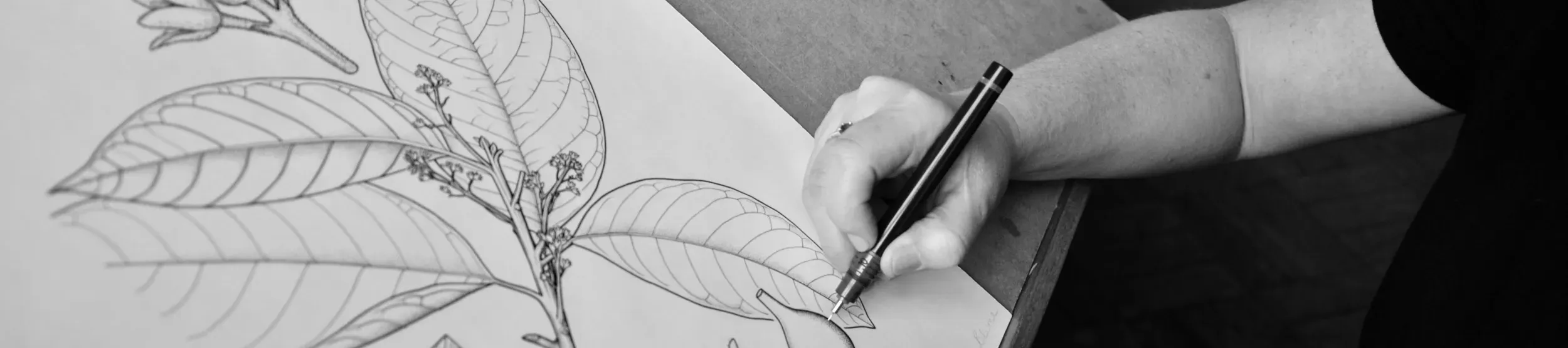 A Kew botanical artist drawing