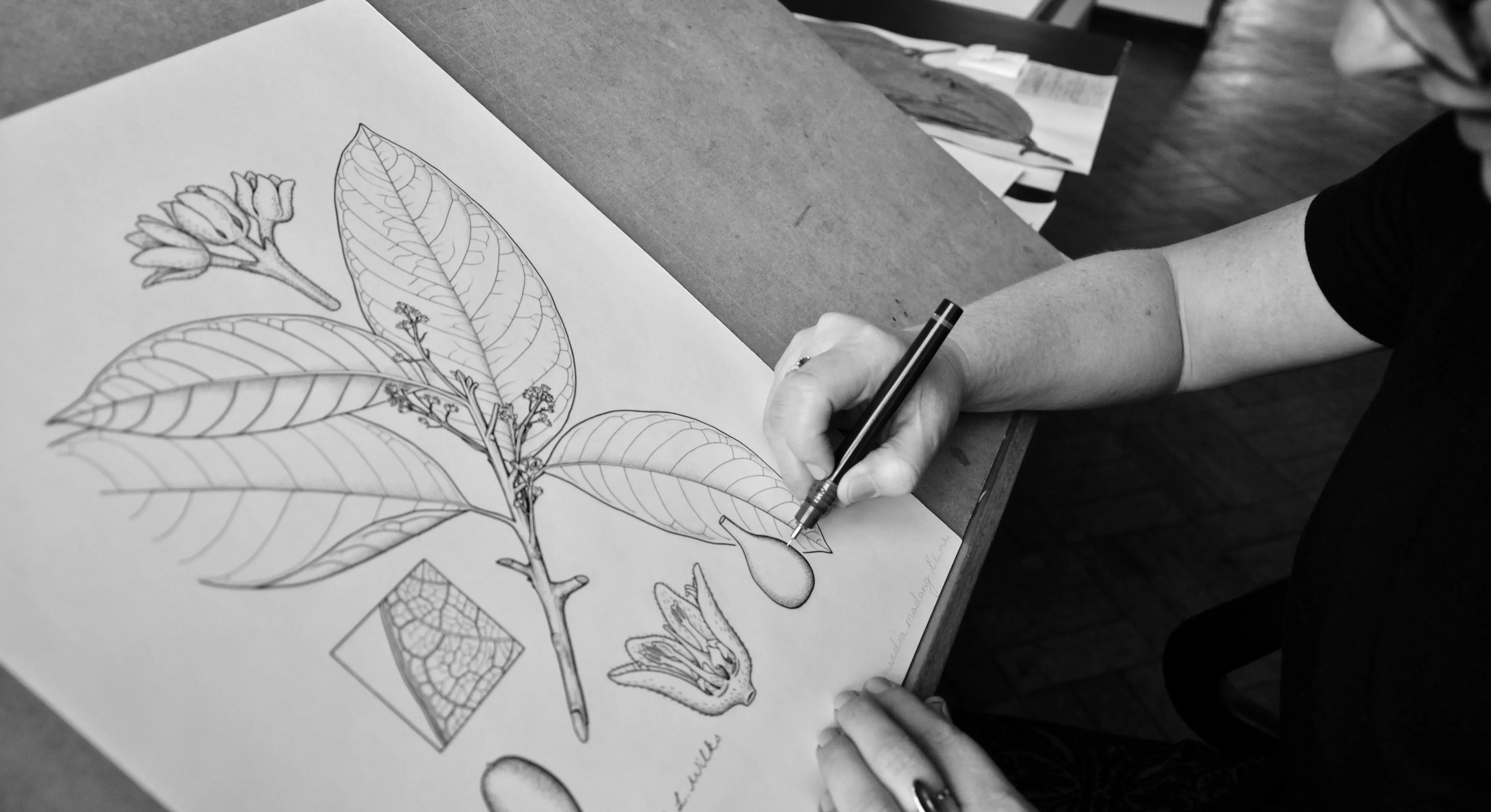A Kew botanical artist drawing