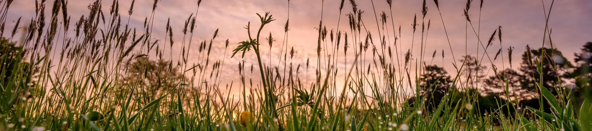 Summer meadow at Wakehurst