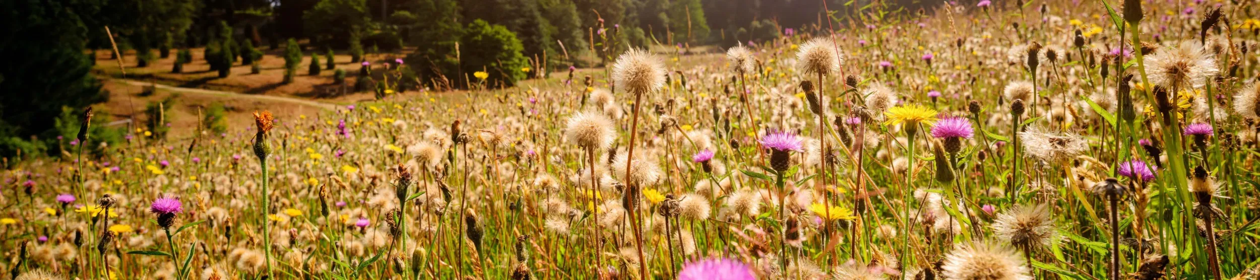 Wildflower meadow