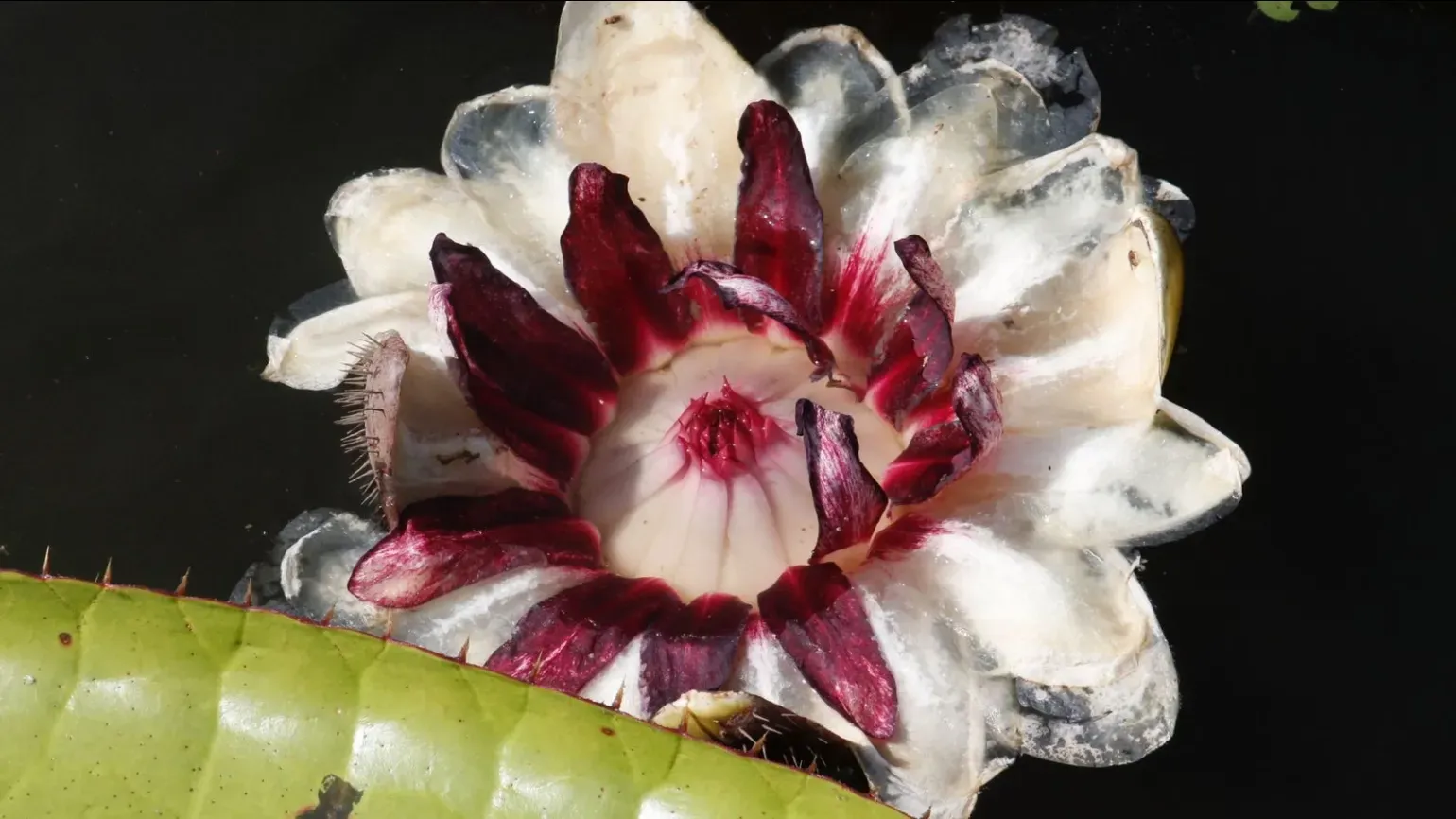 White, turning pink, large flower of giant waterlily