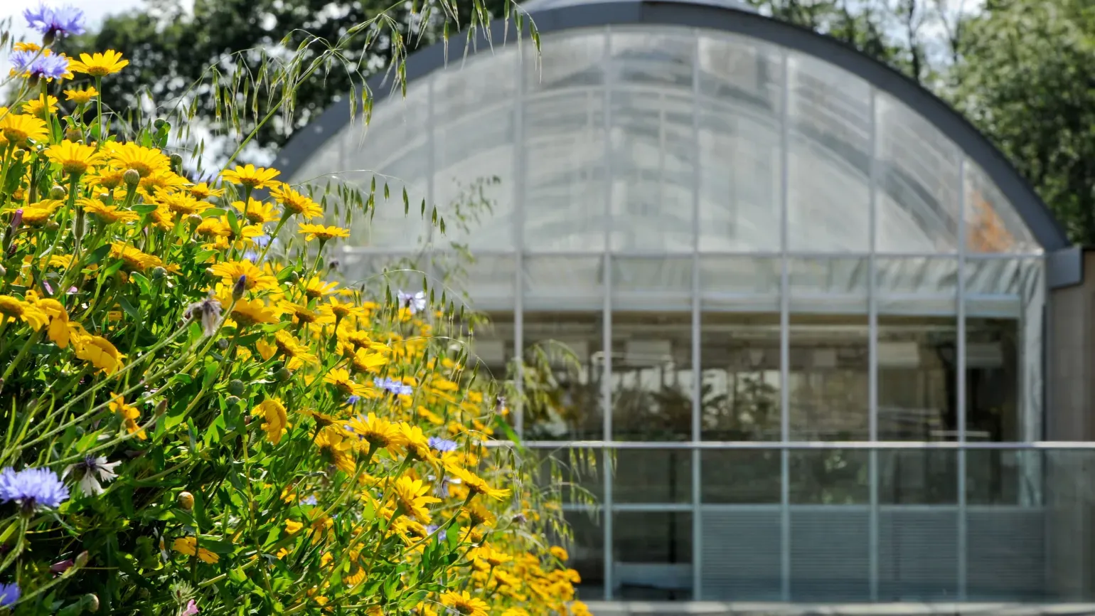 Yellow flowers in the front of a round glasshouse