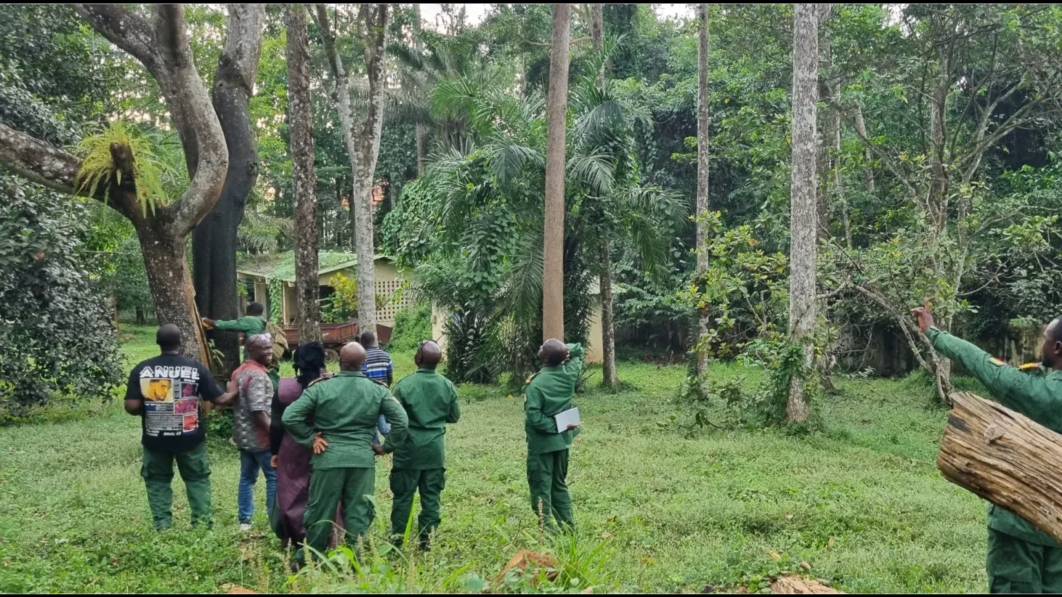 A group of forestry service people assessing a tree