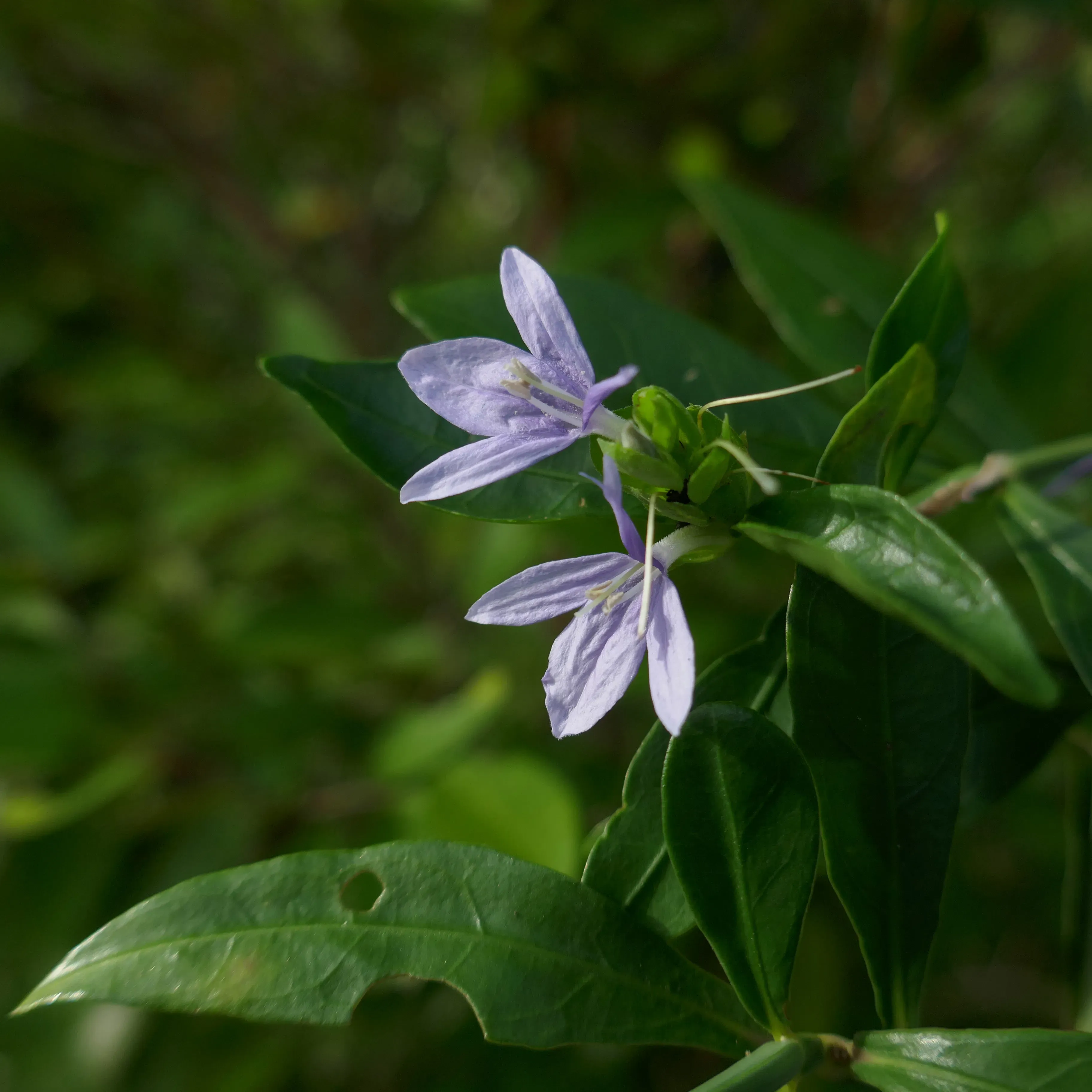 Two flowers with purple and white hues grow from the end of a leafy branch
