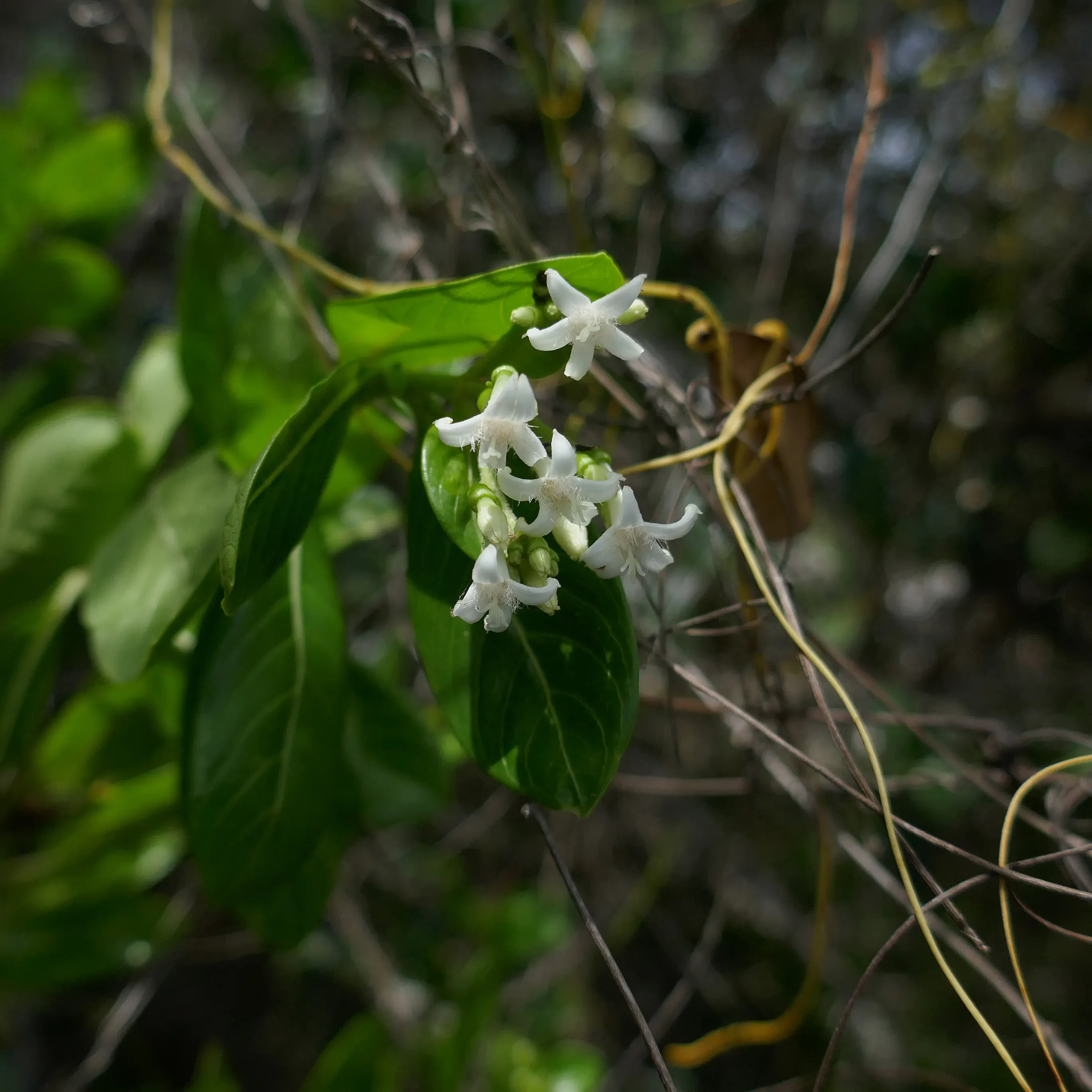 Small white flowers growing in a cluster from a tree branch