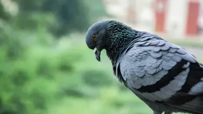 Pigeon