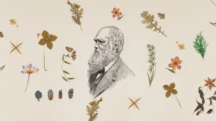 A drawing of Charles Darwin surrounded by herbarium specimens