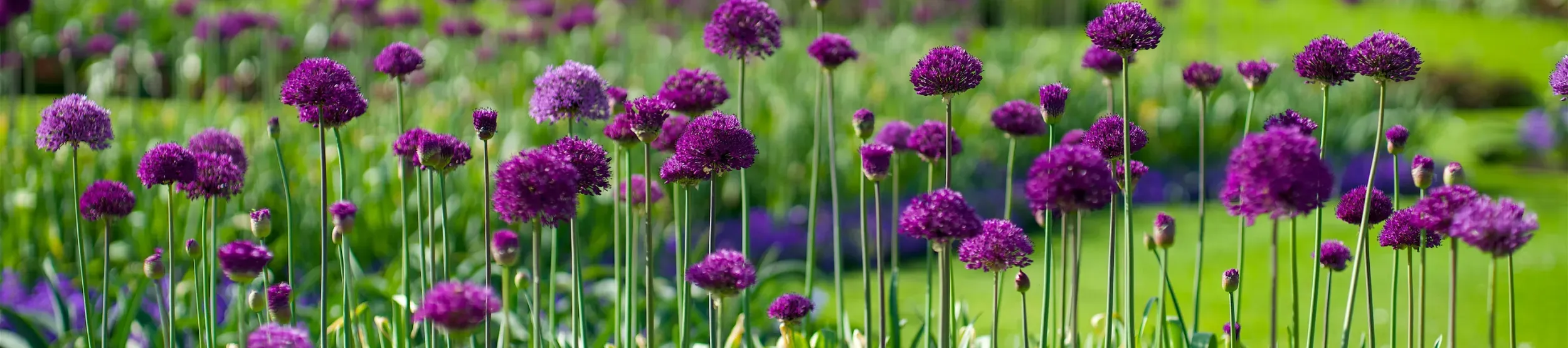 Alliums in Spring