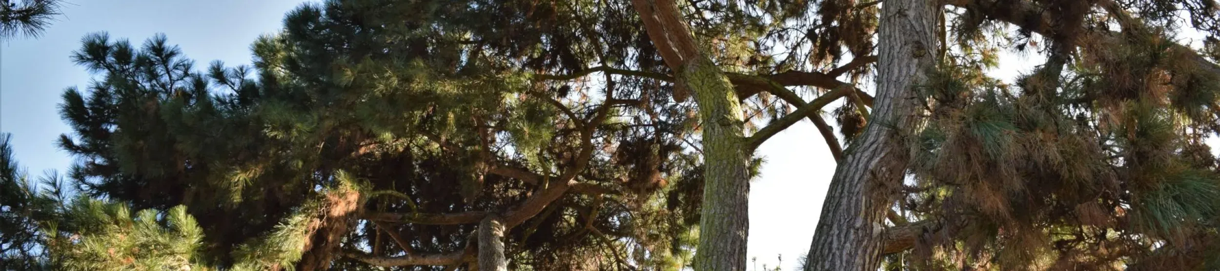 Pine trees growing in the Arboretum at Kew