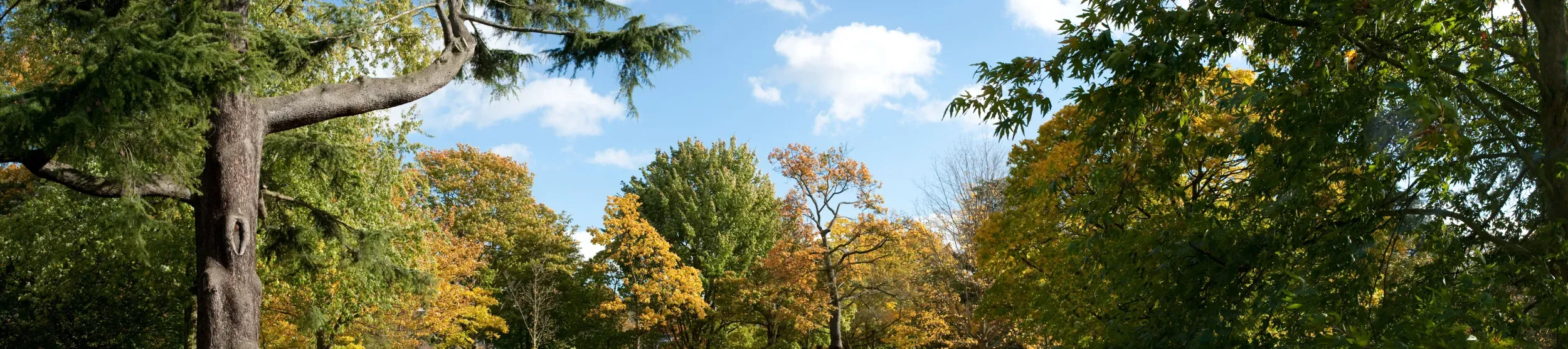 The Arboretum